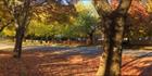 Finch Street - Beechworth - VIC H (PBH4 00 13927)